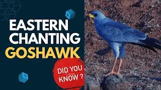 eastern chanting goshawk facts