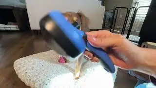 Swihauk Slicker Brush Review &ndash; Easy-Clean Grooming Tool for Dogs & Cats