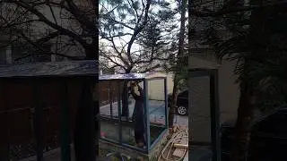 Making of our Aviary for birds