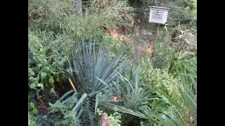Blue trunking Yucca rigida hardy in the North
