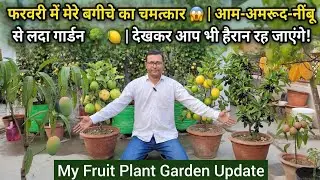फरवरी में मेरे बगीचे का चमत्कार 😱 | आम-अमरूद-नींबू से लदा गार्डन 🌳🍋 | देखकर आप भी हैरान रह जाएंगे!