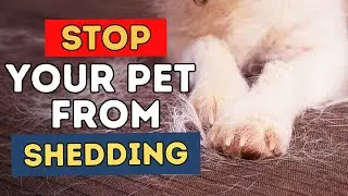 7 Tips To Stop Your Pet From Shedding