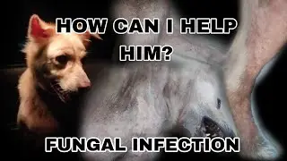 Tuffy&rsquo;s fungal infection journey 😞 No results yet&hellip; suggestions welcome!