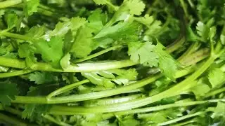 Healthy Green Coriander Leaves