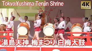 迫力！圧巻の和太鼓！白梅太鼓 文京梅まつり 湯島天神 2025 開花状況 Tokyo,Yushima Tenjin Shrine Wadaiko. Ume Plum Festival