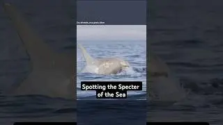 Spotting the Specter of the Sea - The Rare White Orca [Animal Insight]
