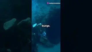 Diving Nightmare  The Unexpected Discove