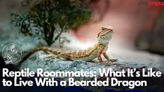 What It&rsquo;s REALLY Like Living with a Bearded Dragon | Daily Care, Personality & Tips!