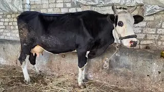 زلزال جنوني في اسعار السلالات البيور الأصلي العشر والقنية عجلات الانيه سيمنتال  وبروان وهولشتاين