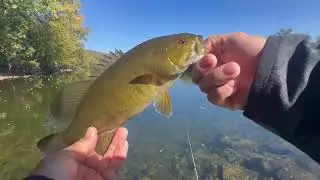 HUGE FLATHEAD CATFISH BARELY ALIVE  ( DELAWARE RIVER )