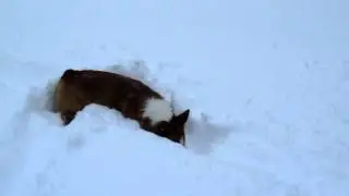 Corgi in the Snow