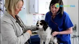 The PetHealthClub - Rat Bait  Poisoning (Rodenticide Toxicity) in Dogs and Cats Explained