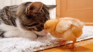 Memories of kitten Coco and tiny chicks