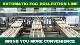 Automatic Egg Collection Line|Bring you more convenience