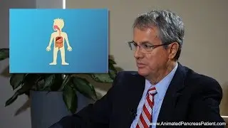 What is the function of the pancreas?