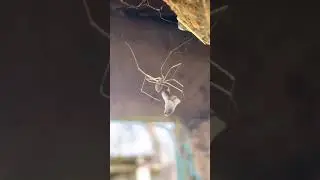 Types of spider | Part -2 |  spider  #scary #spider #shorts #spidersoftheworld