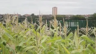 Windmill Community Allotment Project