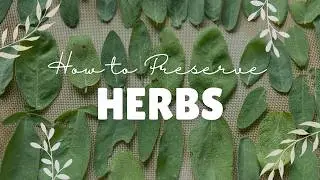 Как сушить шалфей дома | Сохраните свежие листья шалфея для чая и приготовления пищи