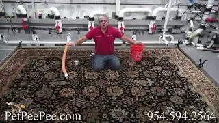 Silk Carpet Urine Odor Removal
