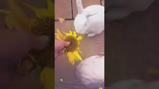 Braixen & Bonsly Adoption Video Baby Blue Bee Bunnies Rabbit Rescue Scotland
