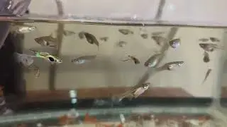 Swordtail Endler Guppies 07/29/2025