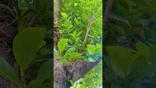 kathal ka ped (jackfruit)# leave # stem  # nature