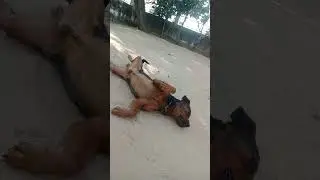 Rottweiler's Masti#dog #pets #animals #rottweiler #shorts