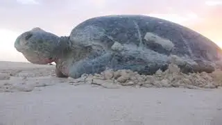 How temperature determines the sex of hatchling sea turtles
