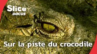 Okavango : dans le sillage du crocodile | SLICE Docus