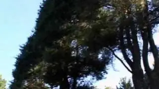 Urban Tree Service - PRUNING TALL PINES
