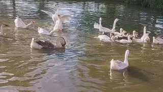 Peaceful Pond with Happy Geese. 🦢💦