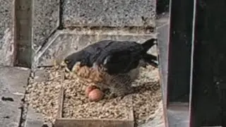 Falcon Mom lays second egg 🥚| 367 Collins Falcons | Aug 26, 2025