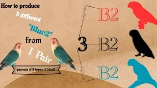 How to produce 3 different blue2 lovebirds from 1 pair | Cheap pairing highest profit | breeding tip
