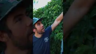 Насколько вырастают лозы маракуйи?