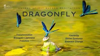 Dragonfly Meditation for Spiritual Transformation &ndash; Let Go, Find Peace