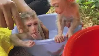 Baby monkey #Johnson #Jackie Shower time.
