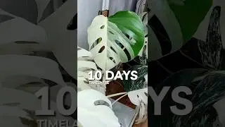 First leaf after the chop ✂️🌱🪴Monstera Albo #planttimelapse