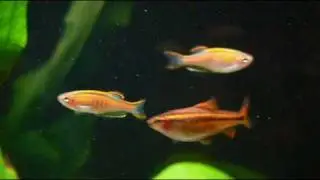 Glowlight Danio (Danio Choprai / Choprae)