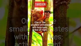 Tarsier/ Incredible Animals Found Only in the Philippines | Endangered & Unique Wildlife #tarsier