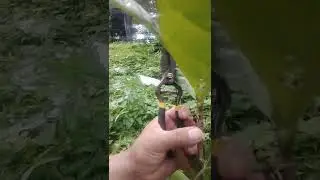 Coffee farming/Excelsa