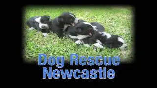 Dog Rescue Newcastle TV ad