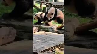 A panda tries to leap onto the platform but fails, crashing down as a nearby cub stares shocked.