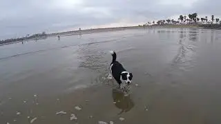 Ocean Beach Dog Beach