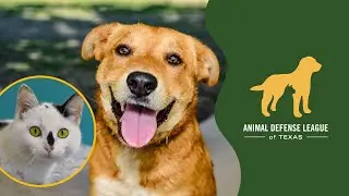 The Animal Defense League of Texas
