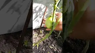 tomatos