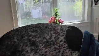 Funny dog demands to sleep under blanket!