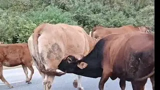 Big bull feeding cow milk 🤤 very good big bull drinking cow milk 🤤 big bull breading cow milk 