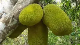 How to know if the jackfruit is mature/ready for harvest.