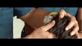 21 - Massaggio palpebrale nel cane e nel gatto per alleviare arrossamento oculare, lacrimazione