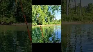 How To Set a Circle Hook 🎣 #fishing